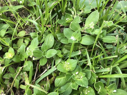 Common-Chickweed-2048x1536 Common-Chickweed-2048x1536