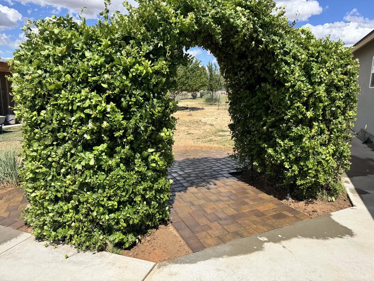 hedge-archway-path-1