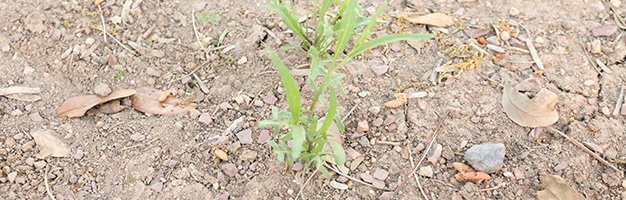 Weed Control for Your Property