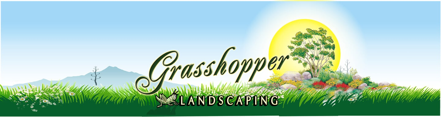 grasshopper01