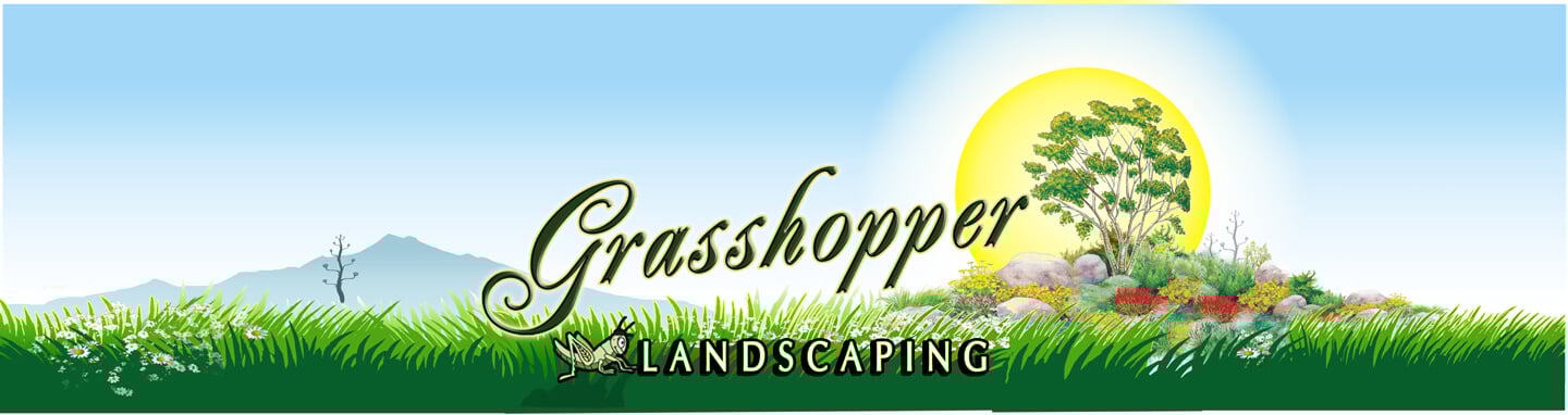 grasshopper01 grasshopper01